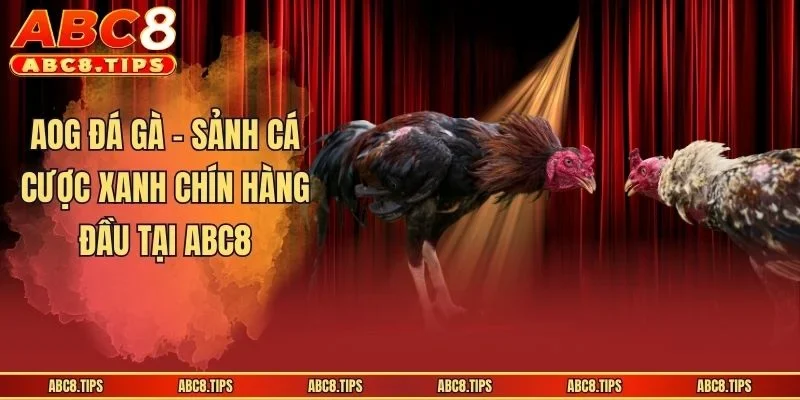 AOG Đá Gà - Sảnh Cá Cược Xanh Chín Hàng Đầu Tại ABC8